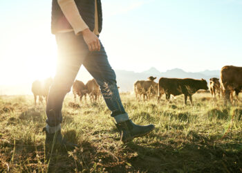 Stefan Bode, Experte für Rinderrendite aus Hannover, berät zu Wertanlagen in der Rinderzucht und Landwirtschaft