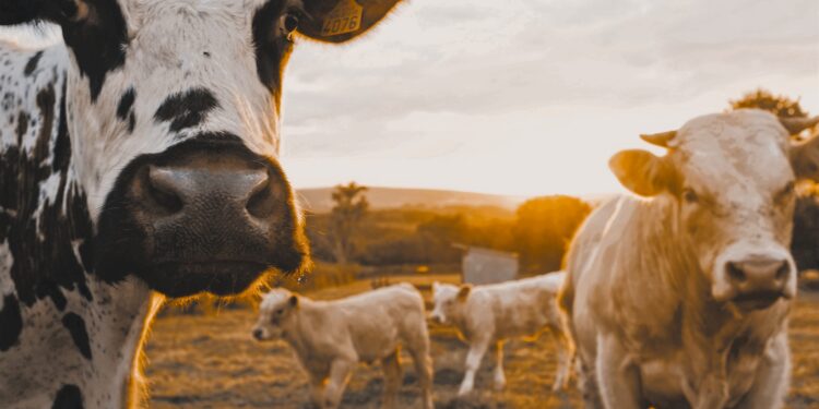 Investieren in Rinderfarm Darstellung
