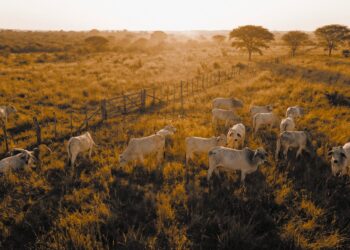 Investitionen Abbildung