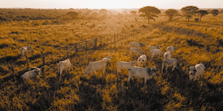 Investitionen Abbildung