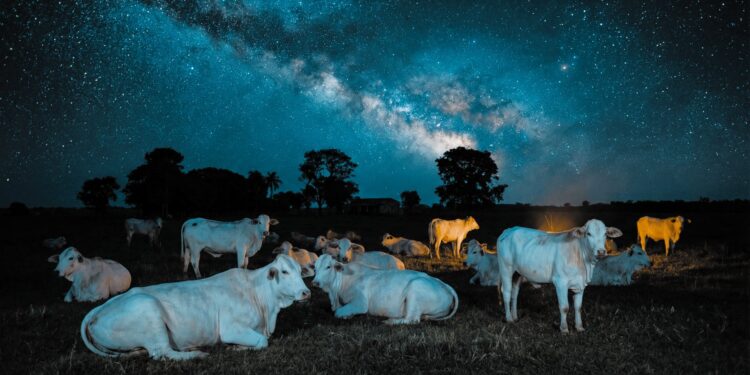 Stefan Bode Rinder Rendite: Investition in Rinder erklärt 1 Stefan
